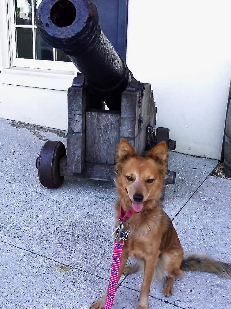 Small, red dog in front of a cannon.