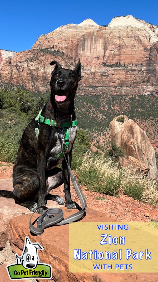 Happy brindle dog in green harness sitting on a rock wall with red and white rock faces in the background