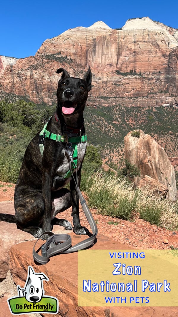 are dogs allowed in angels park zion national park