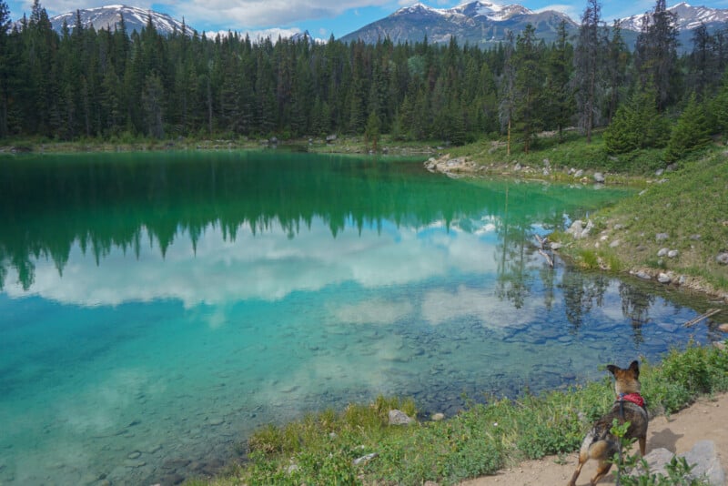 A cattle dog in a red bandana walking on a pet friendly trail in Jasper. The Valley of Five Lakes. Green grassy hills and trees wrap around this turquoise lake.