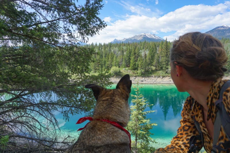Woman and her dog hiking at Five Lakes in pet friendly Jasper. View from the back of their heads looking out over a blue lake and mountains.