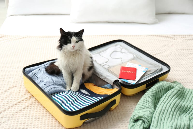 Gato sentado en maleta con boletos