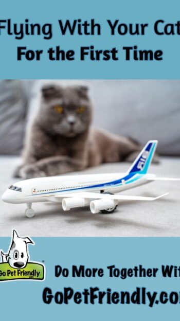 THE BEST CARRIERS FOR TRAVELLING BY PLANE WITH YOUR CAT