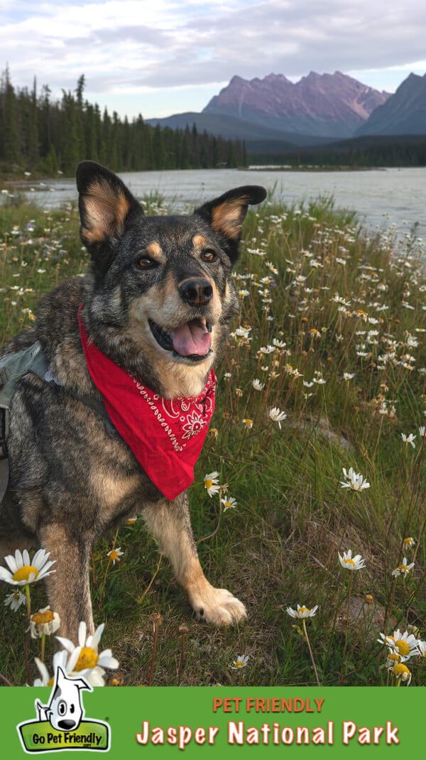Smiling dog in a red bandana sitting amongst daisies in Jasper National Park, Alberta, Canada