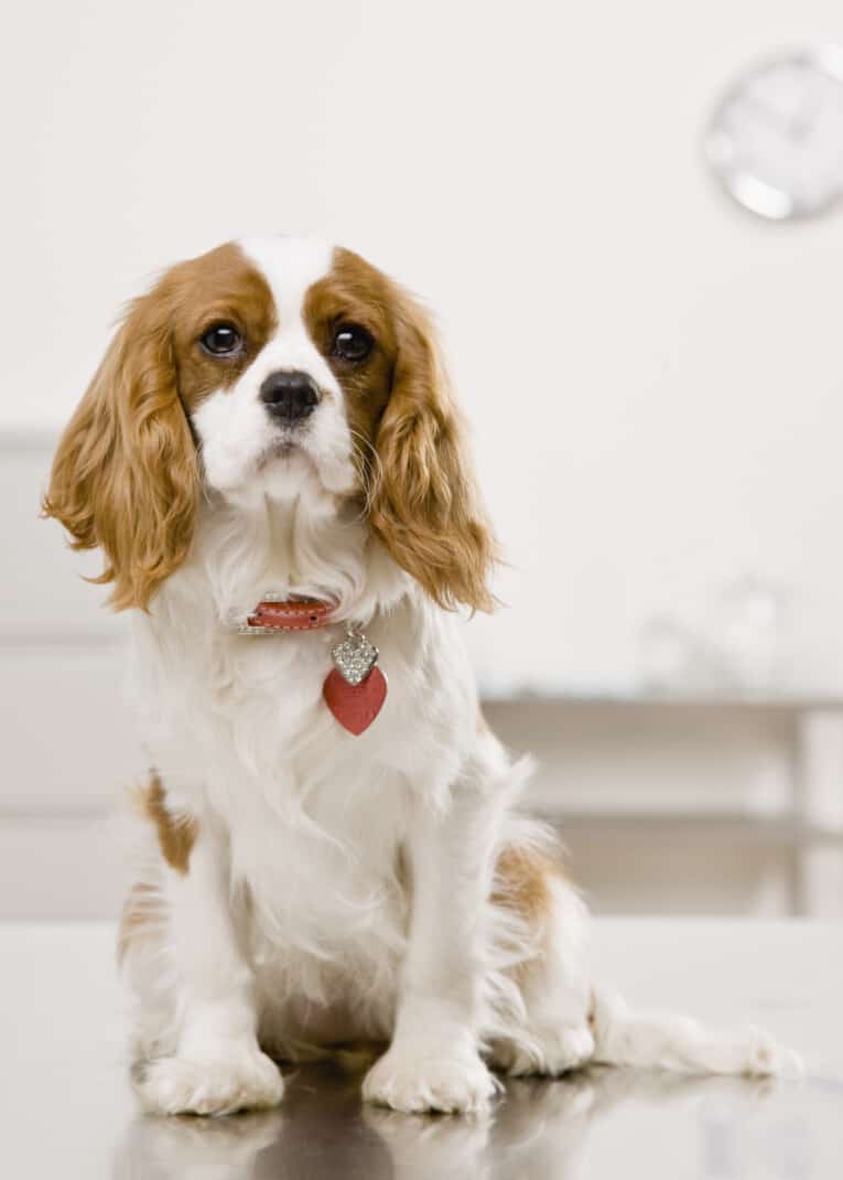 King Charles Cavalier Spaniel with ID tag on collar.