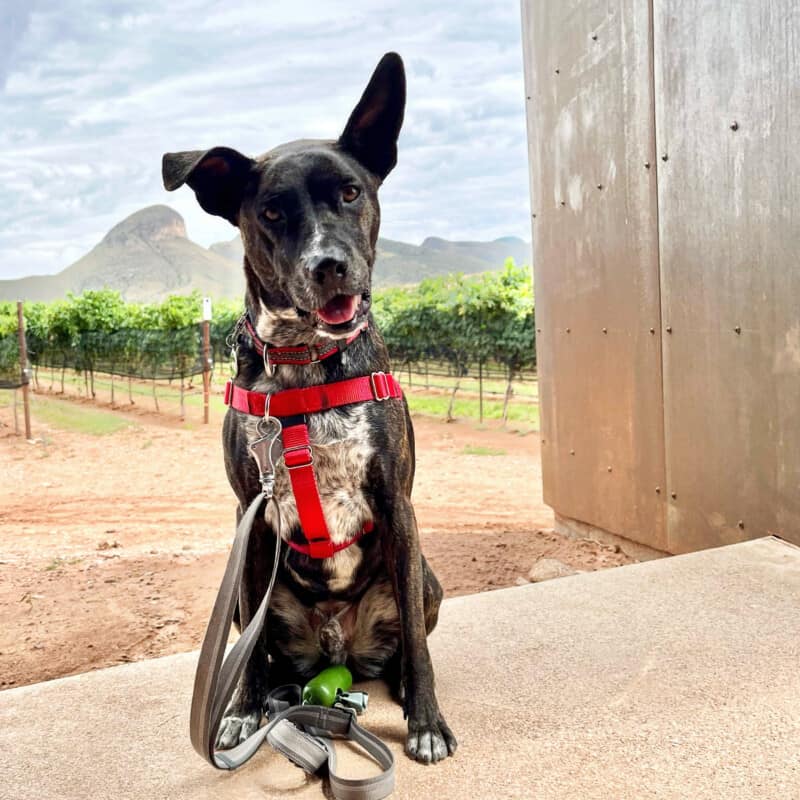 Smiling brindle dog in a red harness at pet friendly Los Milics Vineyards near Bisbee, AZ