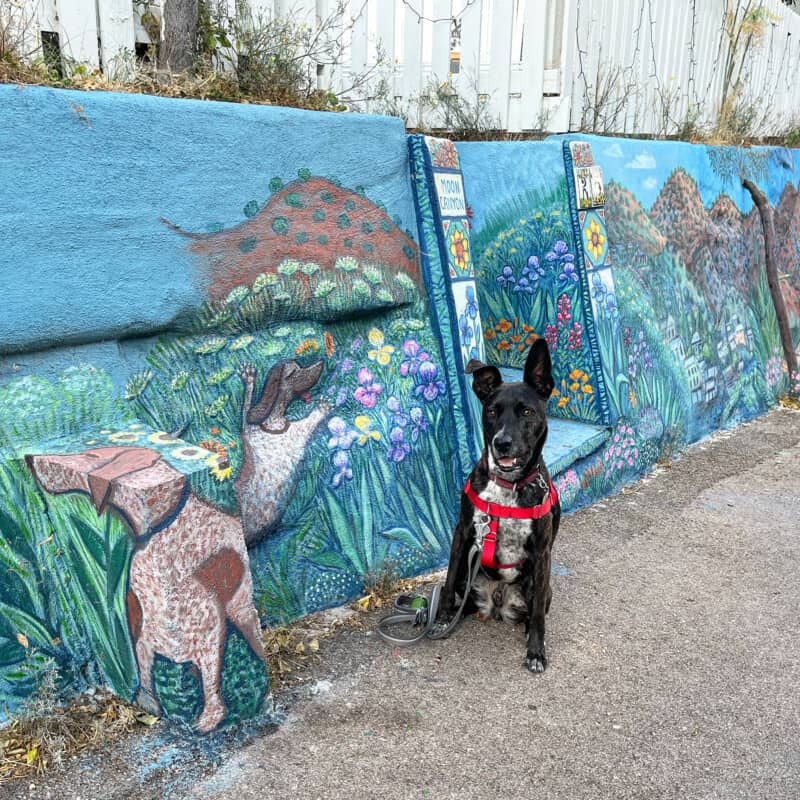 Smiling dog sitting beside mural of dogs on Moon Canyon in pet friendly Bisbee, AZ