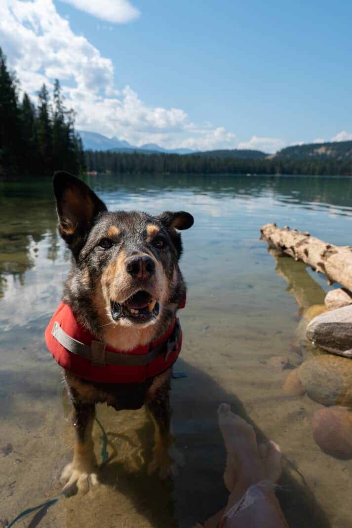 A happy cattle dog in a red life jacket standing in sandy shallow waters at dog friendly beach Annette Lake in Jasper.