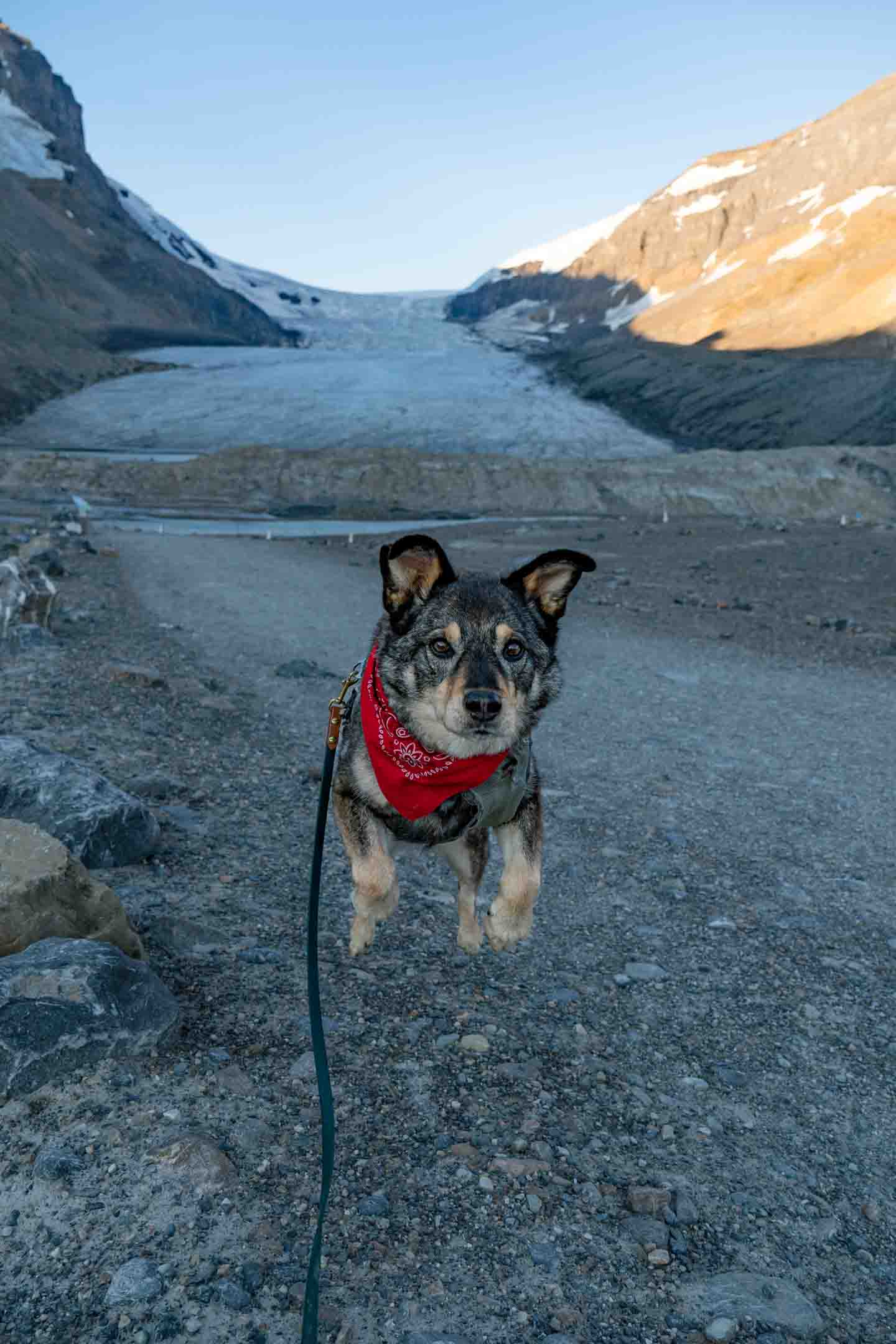Cattle dog jumping in the air at the pet friendly Athabasca Glacier trail in Jasper.