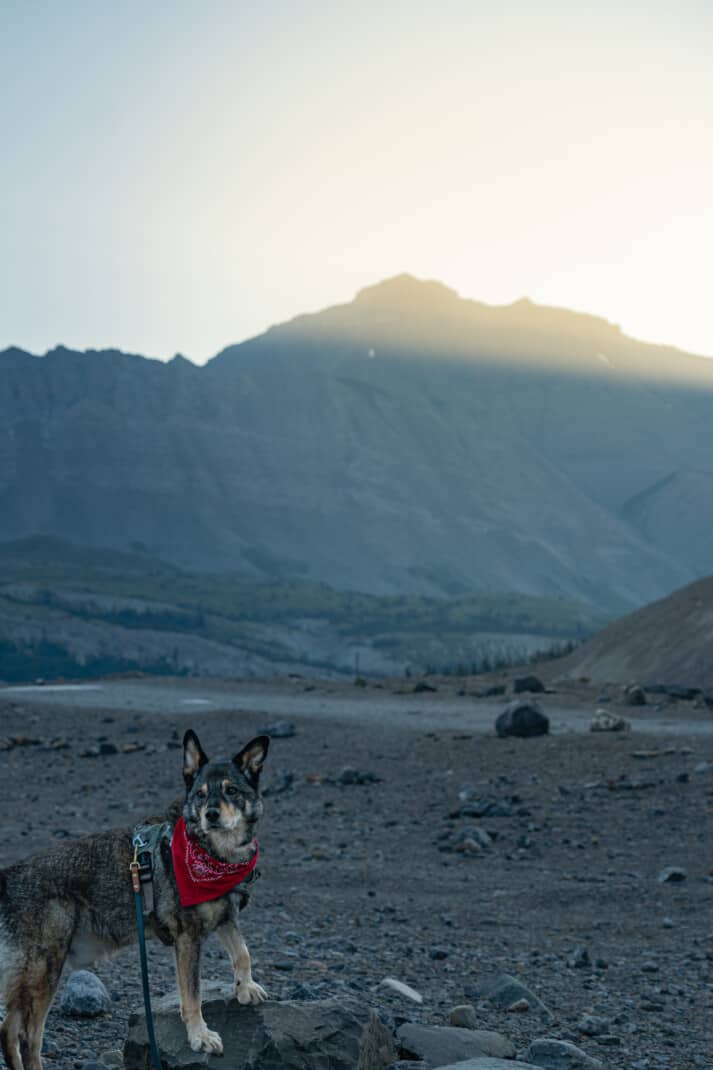 A cattle dog in a red bandana posing with his paw up on a rock at the Athabasca Glacier field in Jasper.