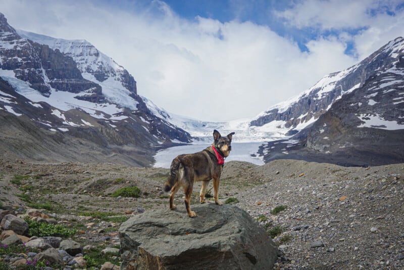 A cattle dog standing on a rock in front of the Athabasca Glacier in Jasper.