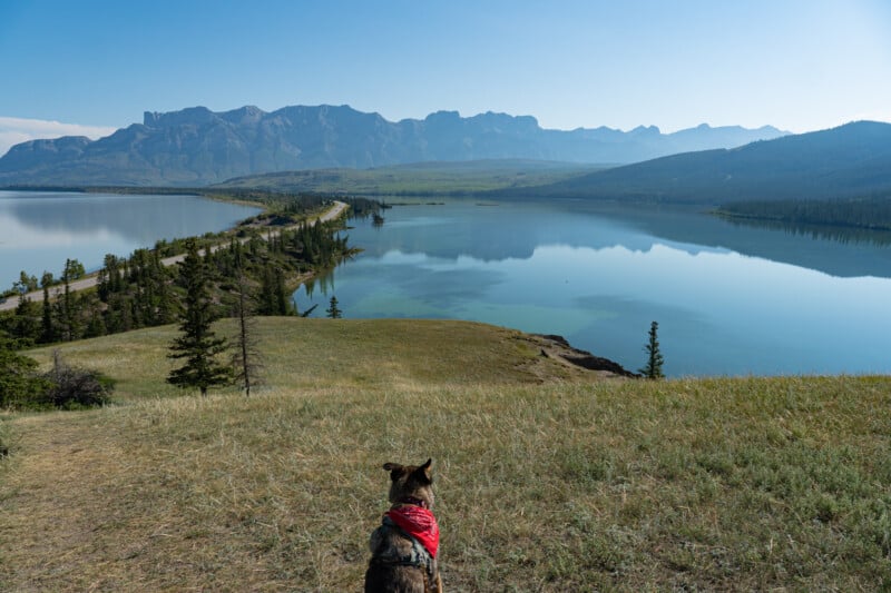 Dog in a red bandana sitting looking out over an expansive view of green hill and two beautiful lakes split by a Jasper highway. Hiking on the pet friendly sand dune trail in Jasper.