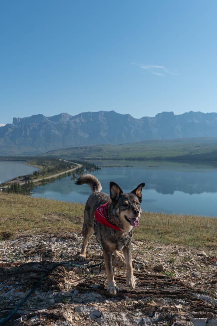 A happy cattle dog in a red bandana standing at the top of the Jasper sand dune trail. A road running between two and mountains is seen from the viewpoint.