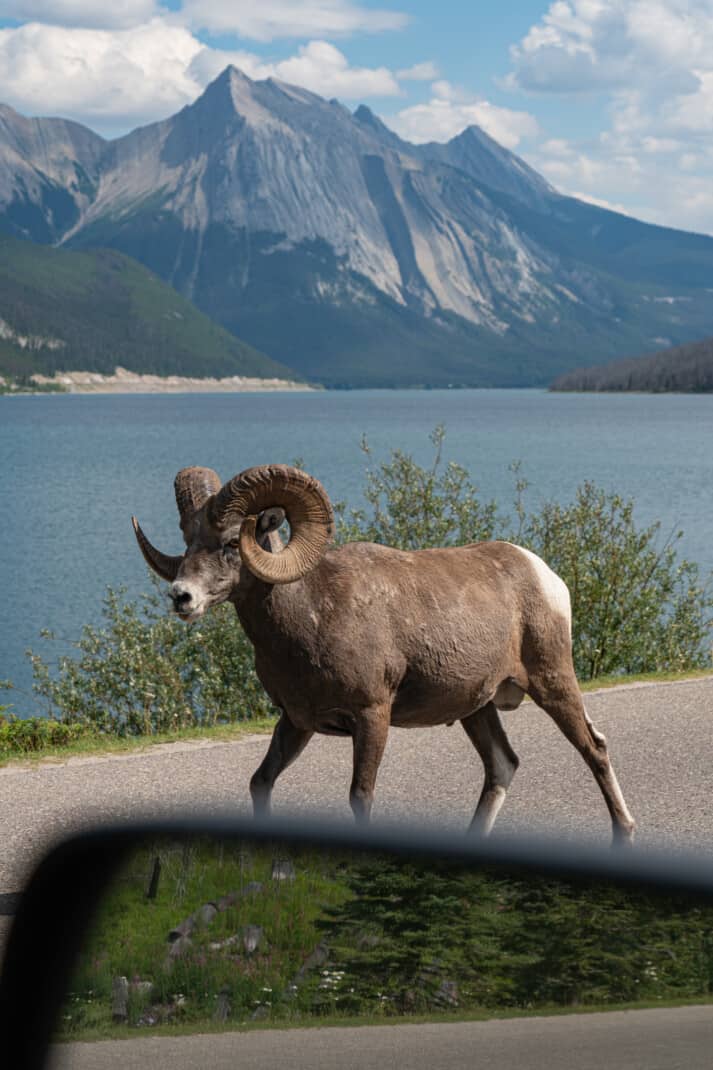 A close up picture of a big horn sheep walking down the road at Medicine Lake in Jasper National Park. Sharp peaks and a lake grace the background.