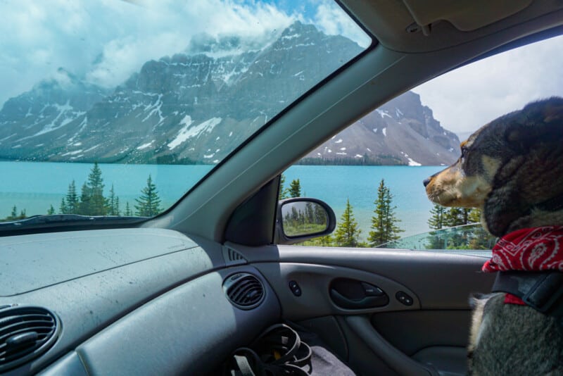 A view from inside of a car and a dog riding shot gun to start his pet friendly Jasper road trip. You see a brilliantly blue lake and snowy mountains out the windows.