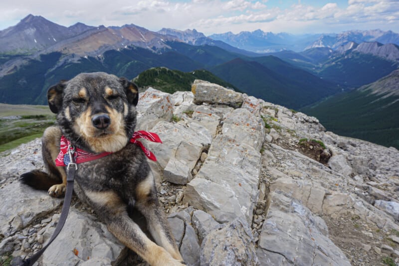 A black and tan dog in a red bandana laying down on the top of the pet friendly Sulphur Skyline trail in Jasper.