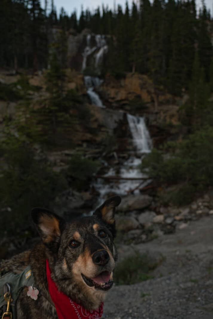 A very happy black and tan dog in front of pet friendly Tangle Falls in Jasper.