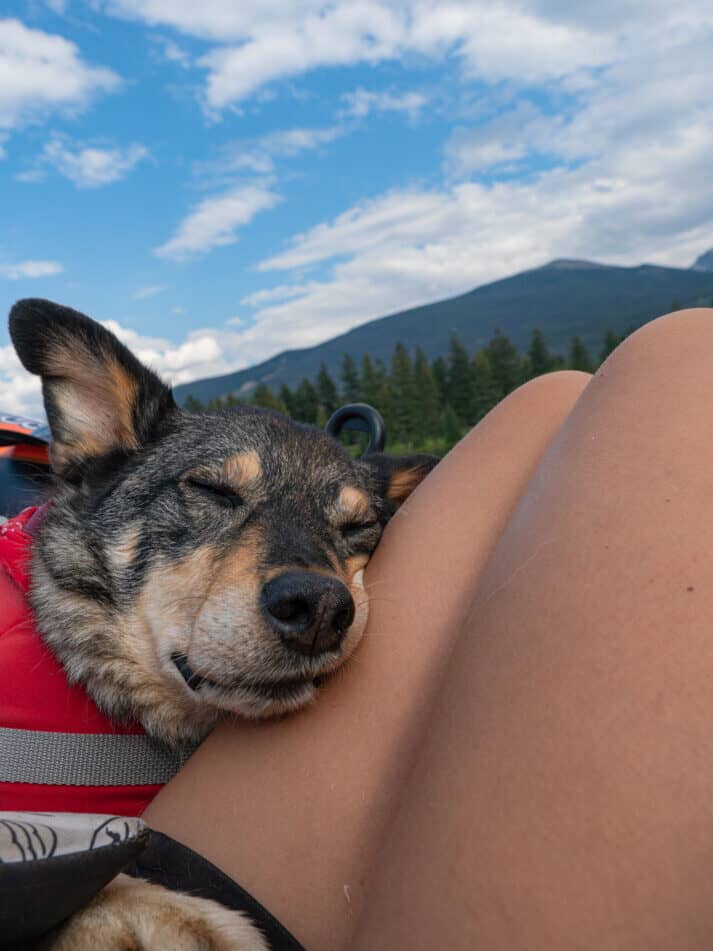 A dog sleeping deeply against his human's legs while floating in a raft.