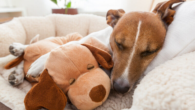 Dog cuddling with stuffed toy on hotel bed 