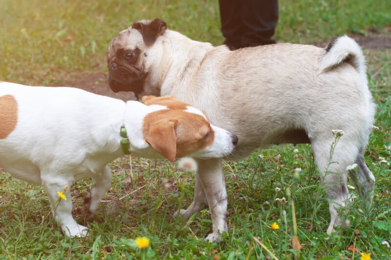 polite greetings with pets - a pug and a hound in a field
