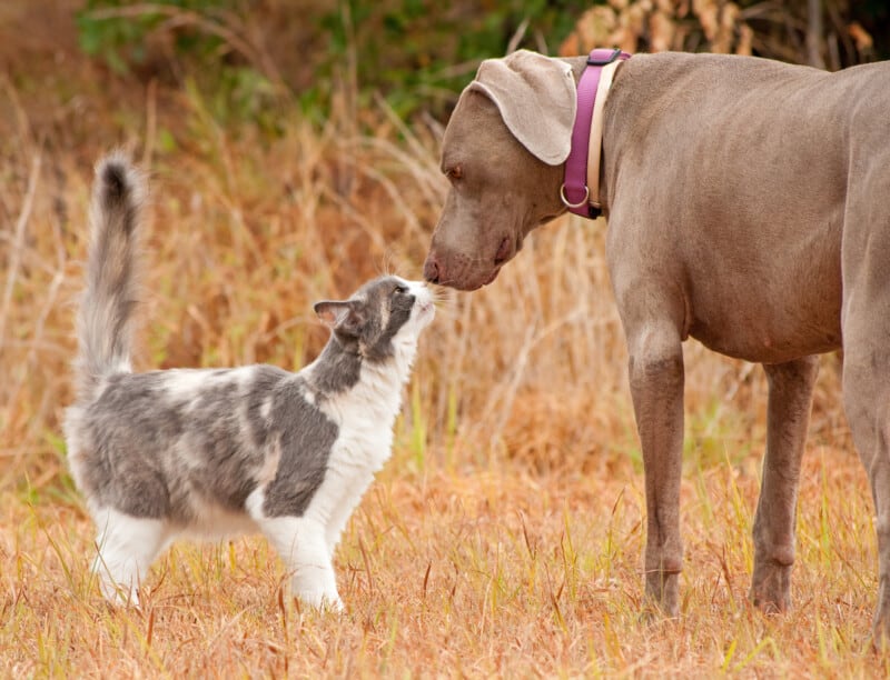 Happy greetings with pets - a Friendly cat with a dog