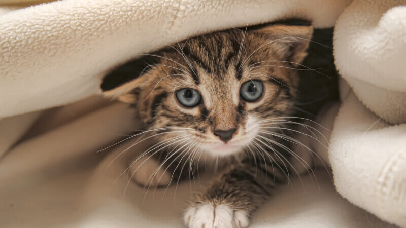 kitten in blankets