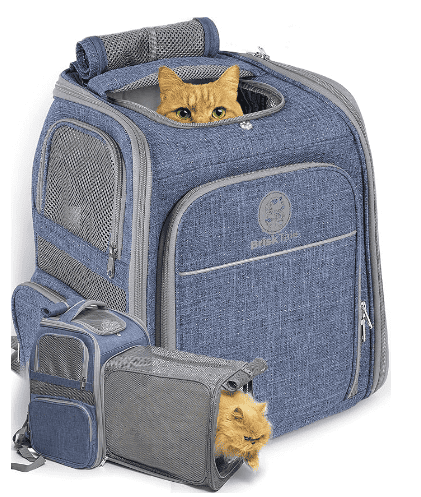 Orange cat in a cat travel backpack