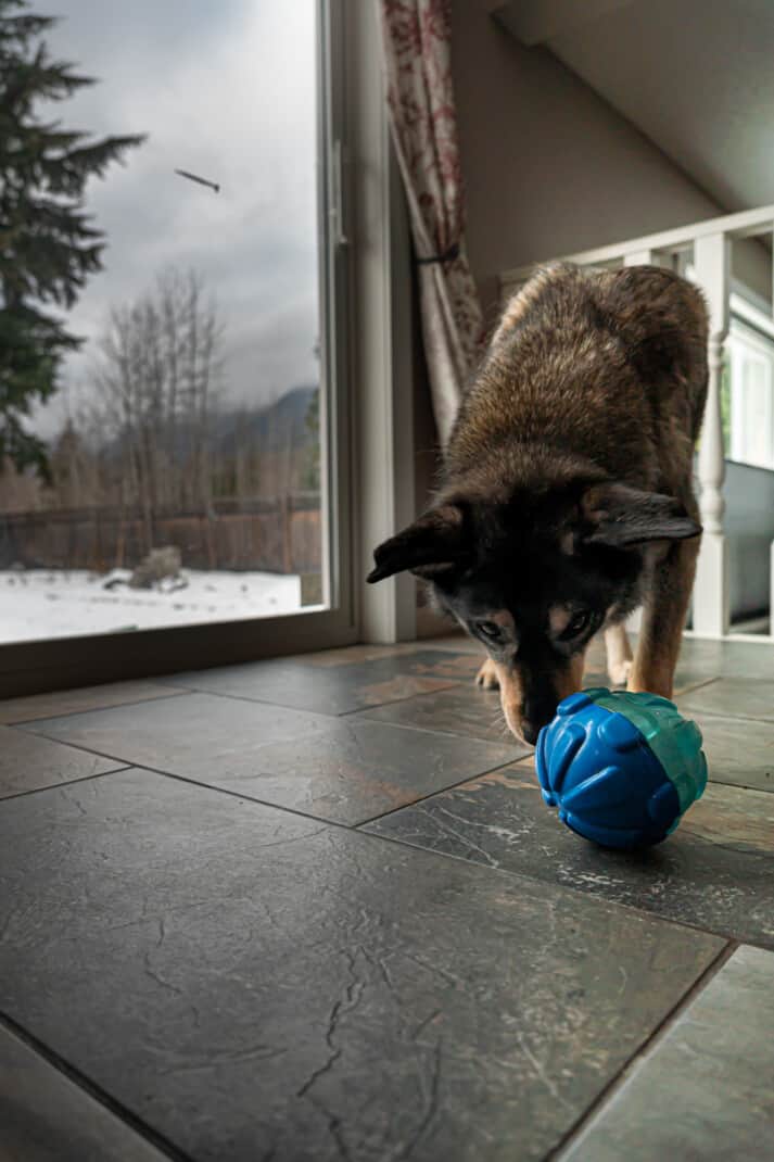 A cattle dog pushing a blue treat ball around trying to get the treats to fall out.