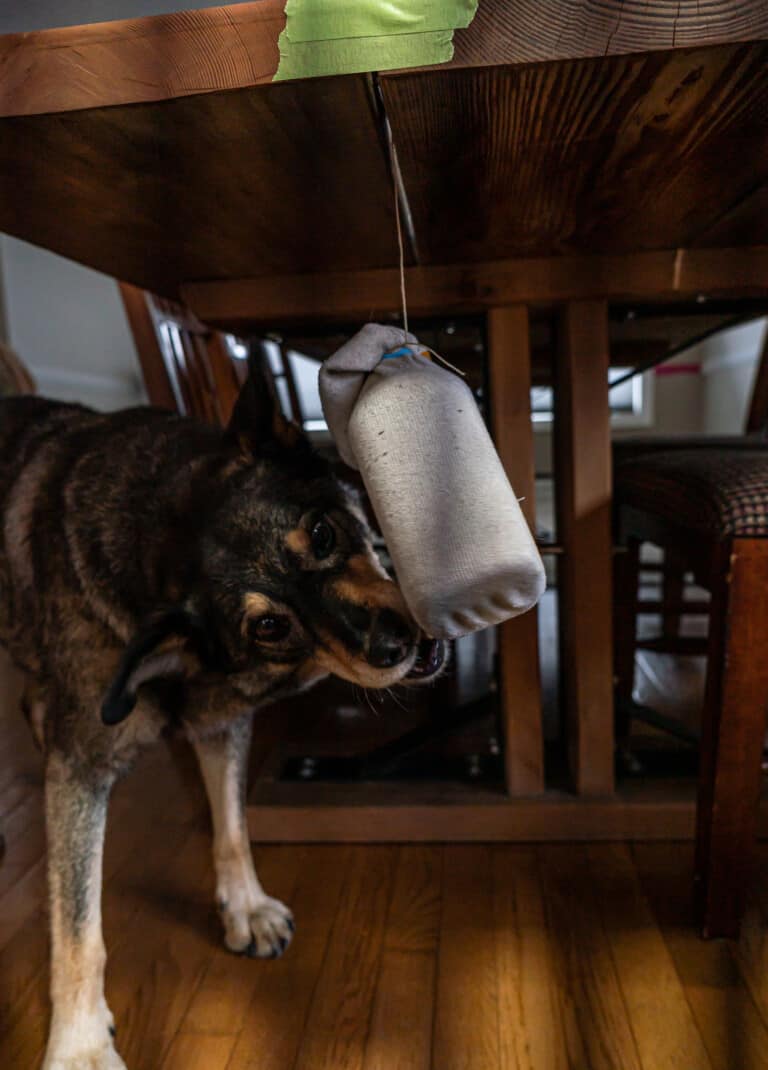 A cattle dog playing a homemade enrichment game. He's using his nose to bump treats out of a sock covered hanging bottle.