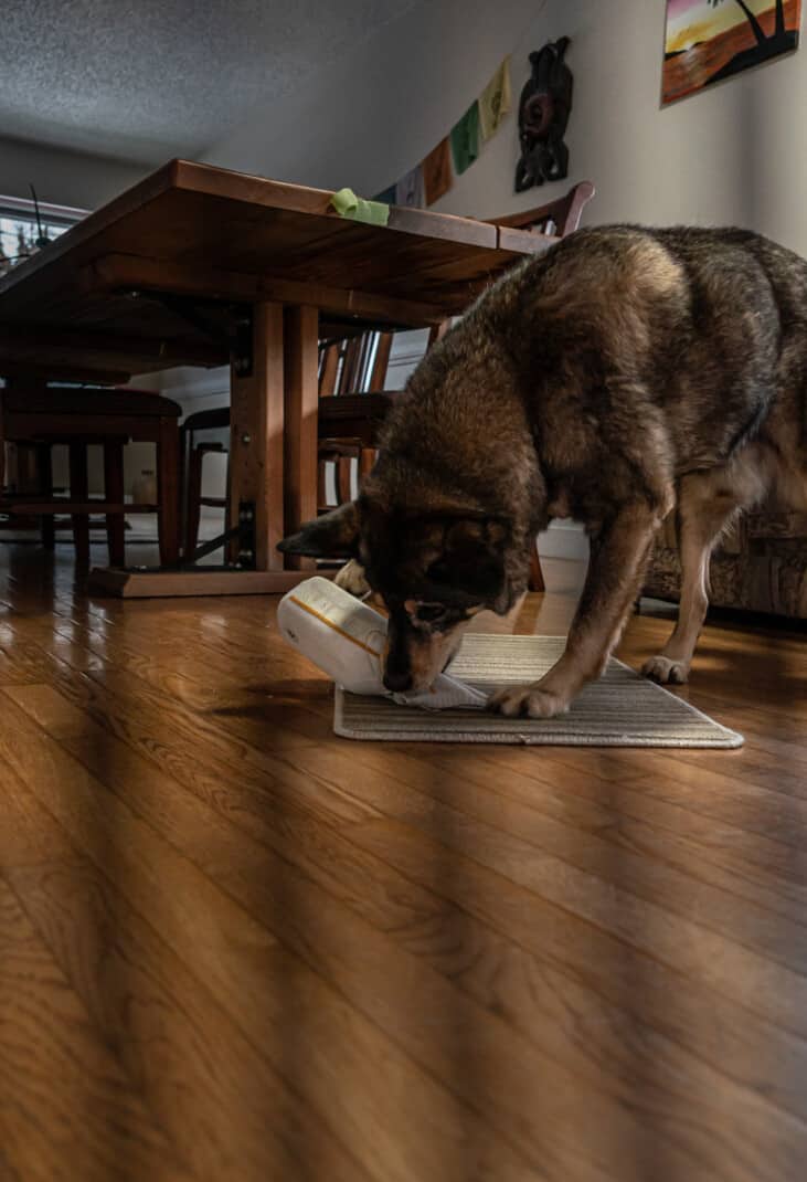 A cattle dog playing a homemade enrichment game. He's using his nose to bump treats out of a sock covered bottle on the floor.