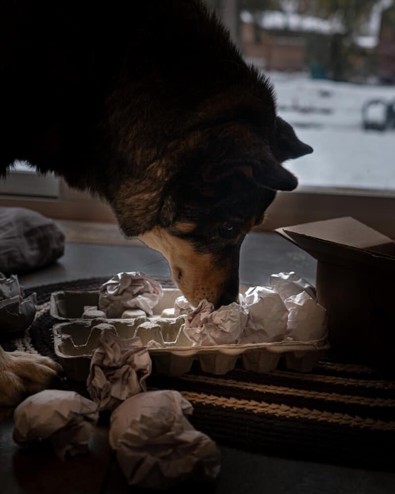 DIY enrichment game for dogs. A dog sniffing out treats inside paper eggs set up in a carton.