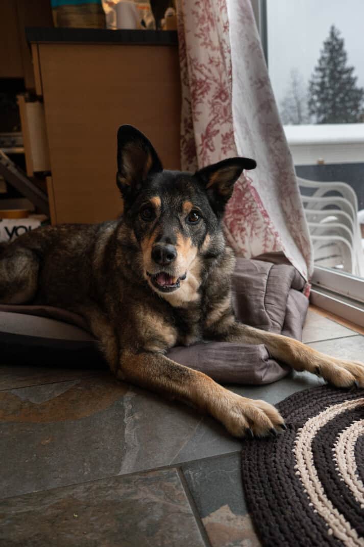 A cattle dog laying on his bed with a happy smile looking at the camera.