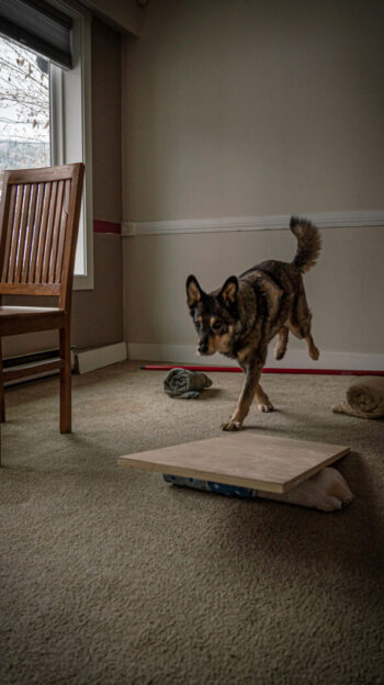 DIY indoor obstacle course for dogs. A dog hopping over a jump made of rolled towels and a broomstick.