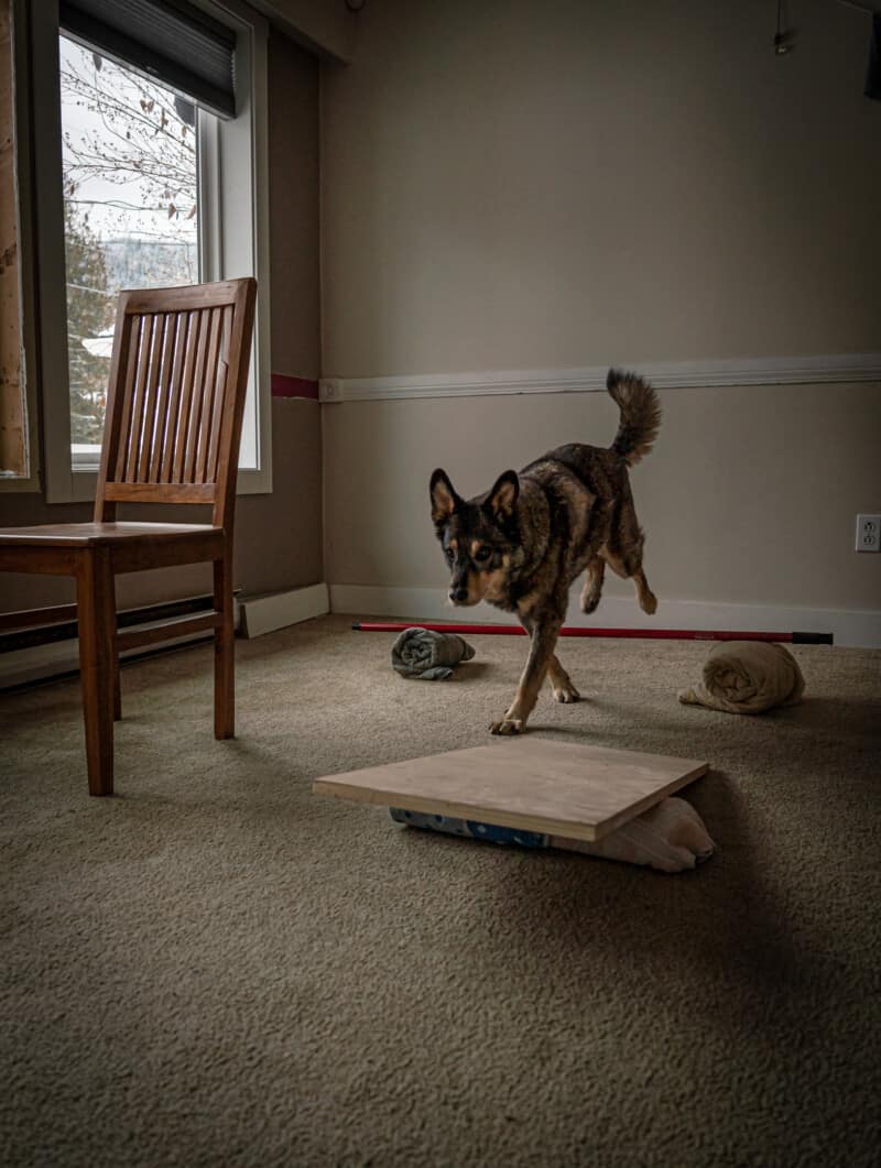 DIY indoor obstacle course for dogs. A dog hopping over a jump made of rolled towels and a broomstick.