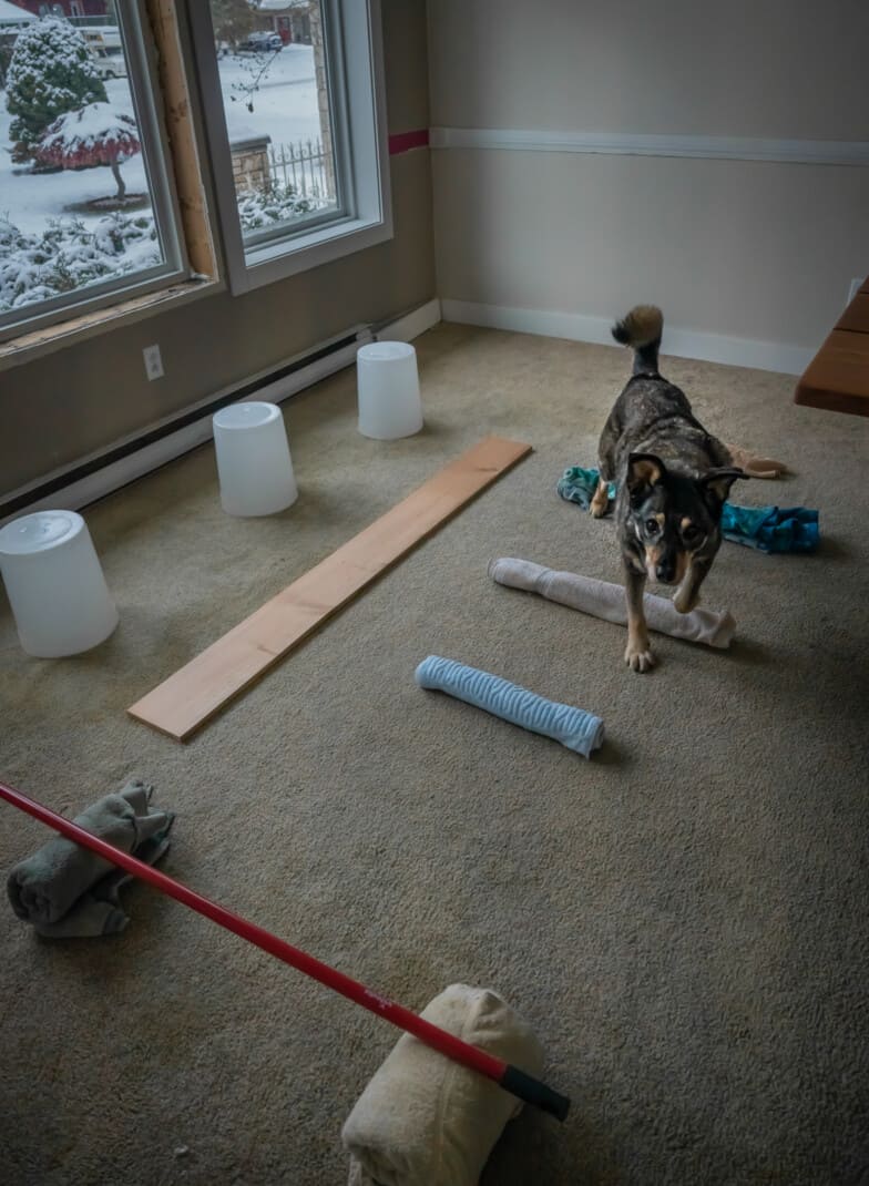 DIY indoor enrichment game for dogs. A dog walking through a mini obstacle of rolled towels and buckets.