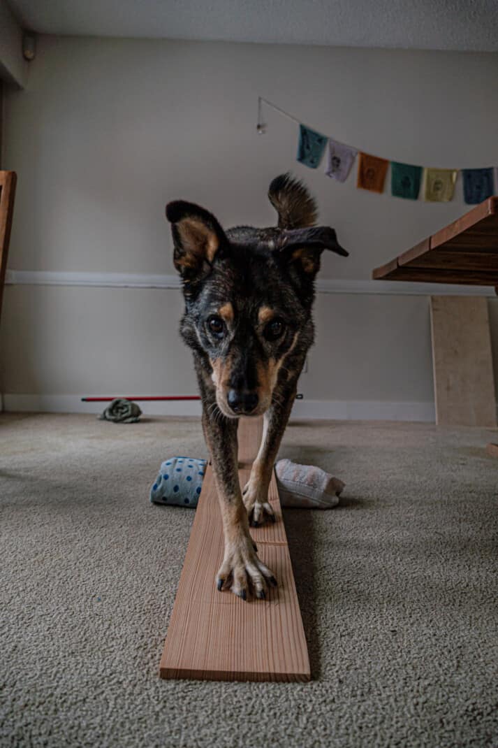 DIY enrichment game set up for dogs. Mini indoor obstacle course. A dog walking on a mini indoor teeter totter.