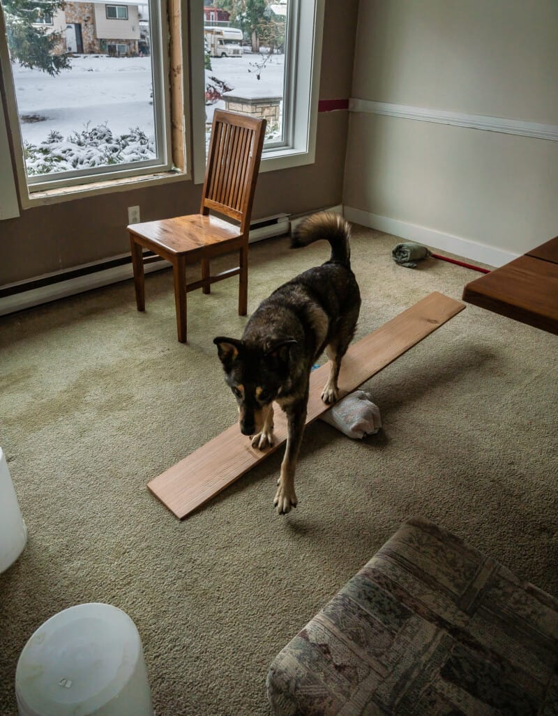 DIY enrichment game set up for dogs. Mini indoor obstacle course. A dog walking on a mini indoor teeter totter.