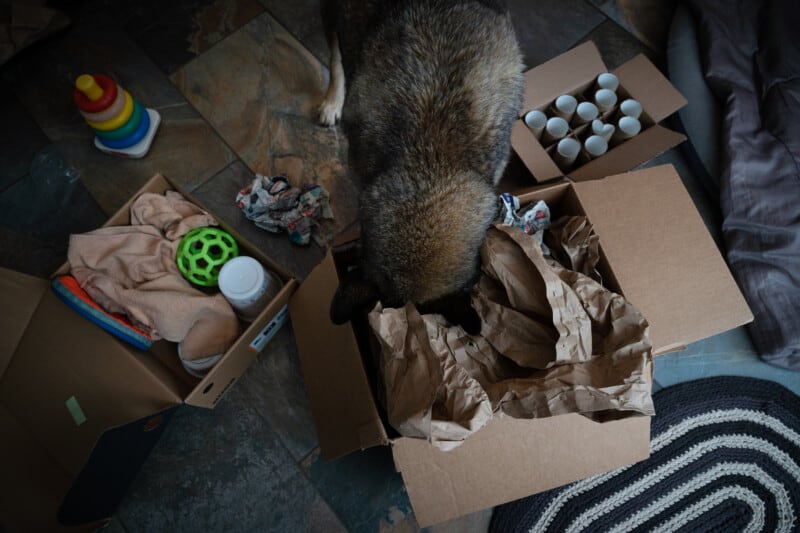 Top down view of three DIY enrichment boxes for dogs. A dog sniffing in to a box of paper to find treats.