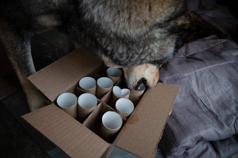 A DIY enrichment game for dogs. A dog pulling paper tubes out of a box to find treats.