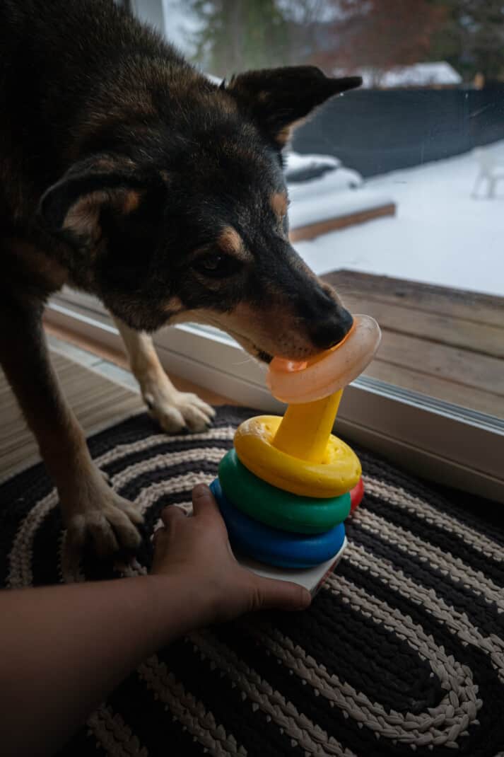 A dog using his mouth to stack a children's toy ring set.