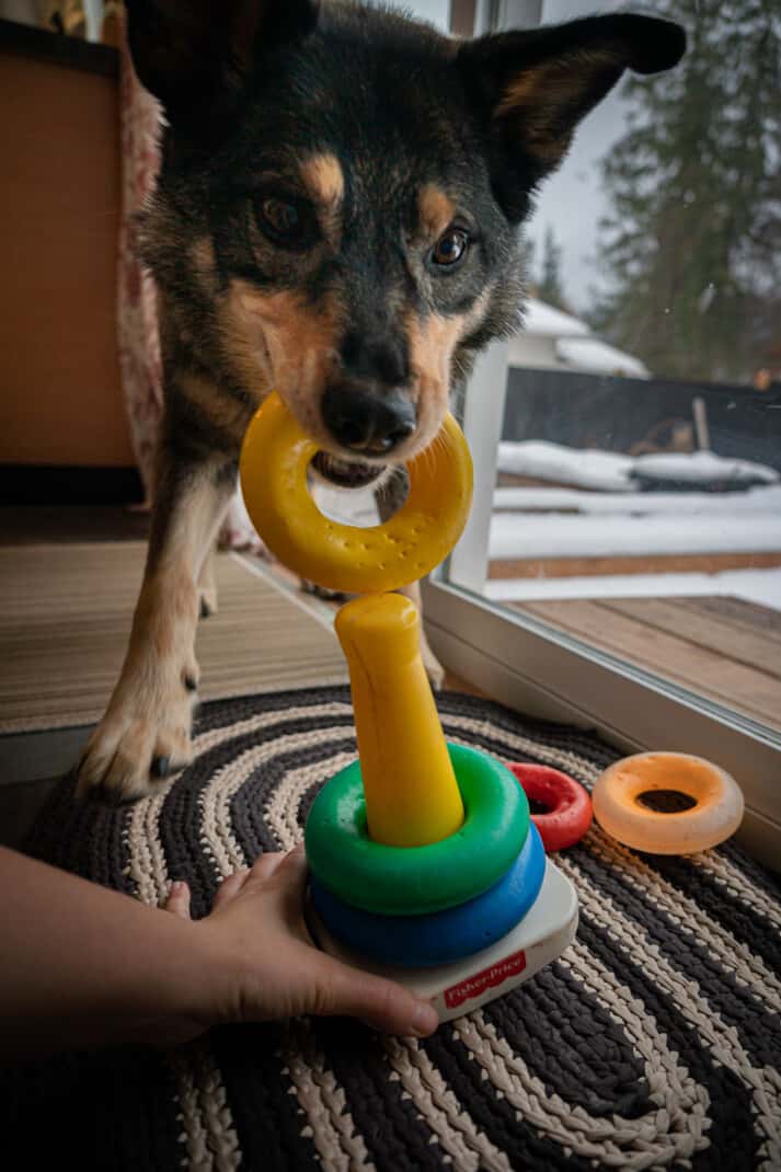 A dog using his mouth to stack a children's plastic toy ring set.