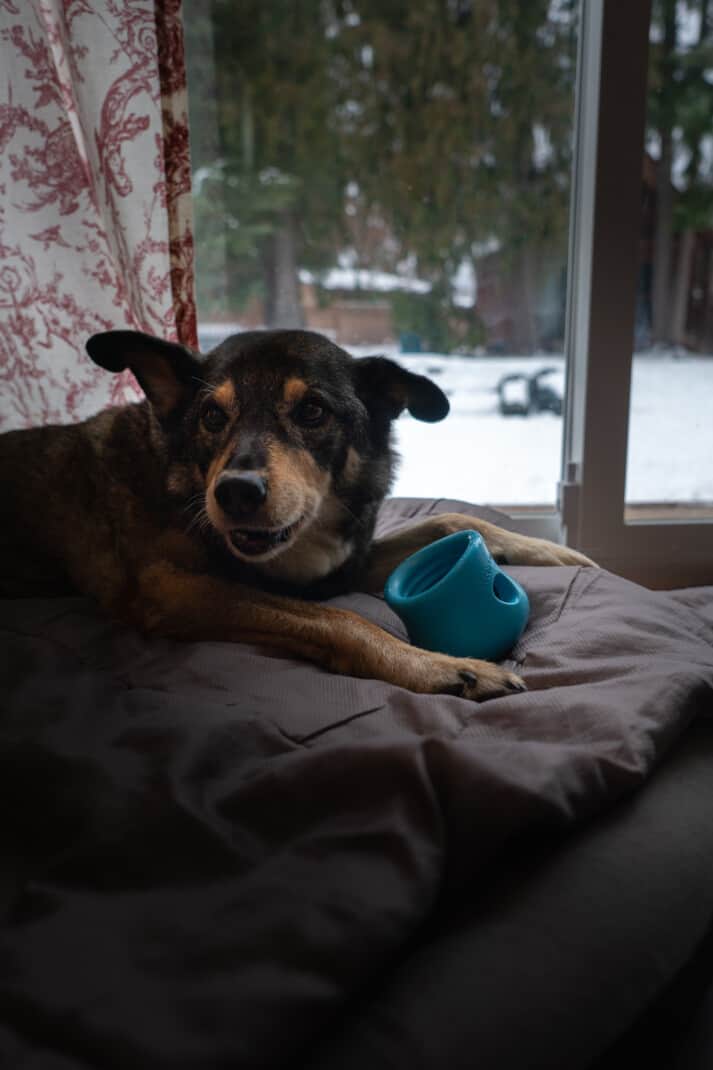 A cattle dog eating out of slow feeder.