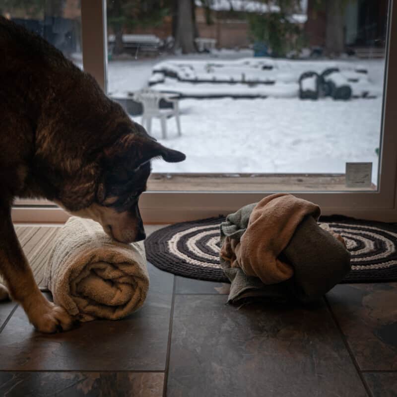 A dog playing a DIY enrichment game. Sniffing out treats rolled in to towels.