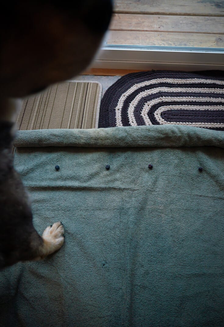An image of a towel layed out with dog treats being rolled up. DIY enrichment for dogs.