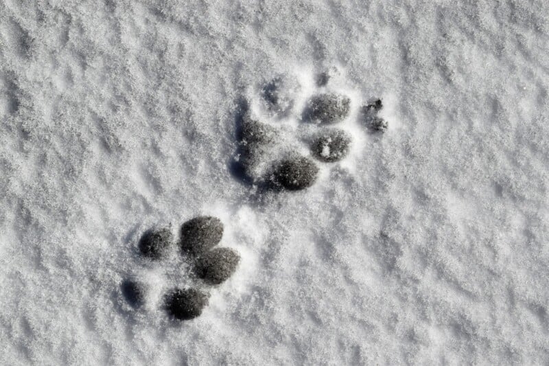 Paw prints in snow - a concern of cold weather travel with pets