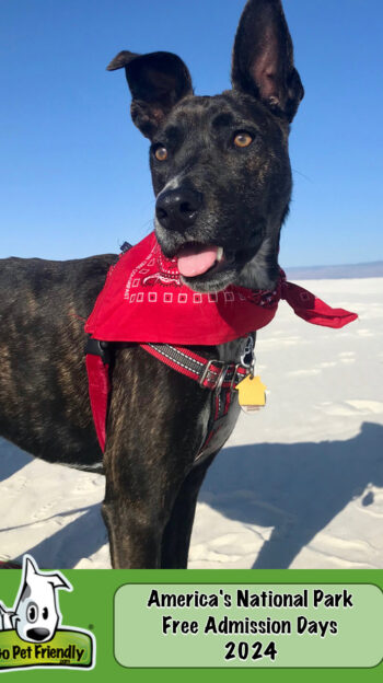 Smiling brindle dog in a red harness and bandana at America's White Sands National Park in Alamagordo, NM