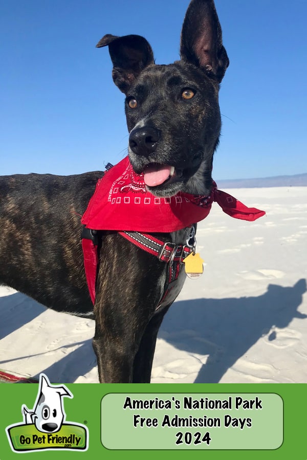 Smiling brindle dog in a red harness and bandana at America's White Sands National Park in Alamagordo, NM