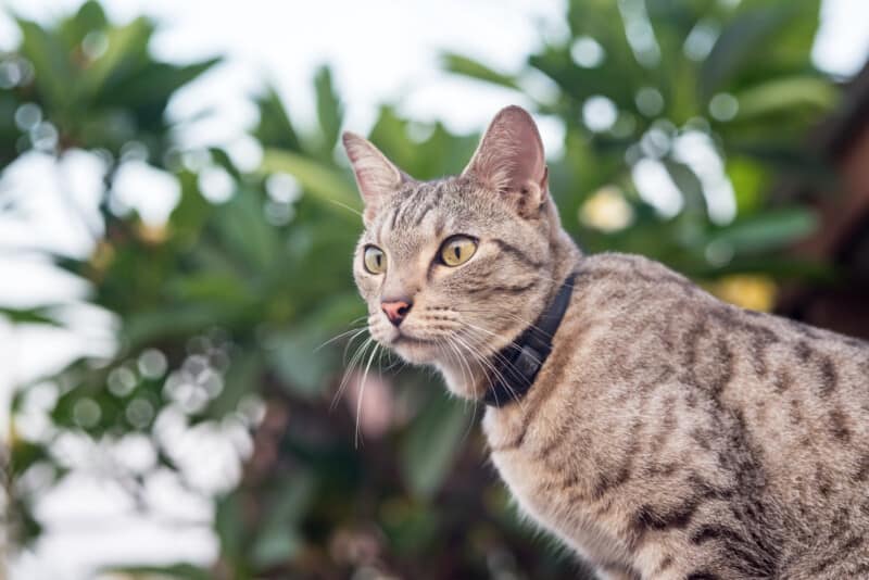 Old cat in nature - traveling with old animals