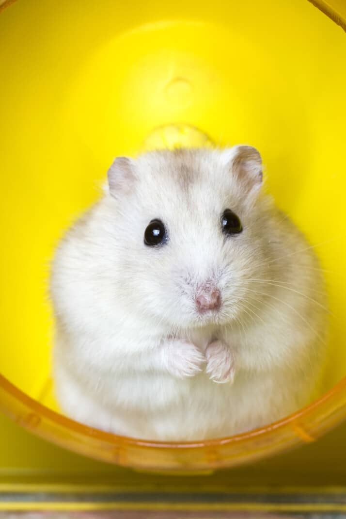 Shelter Dogs of Portland: BABY HAMSTERS - nice easy little pets