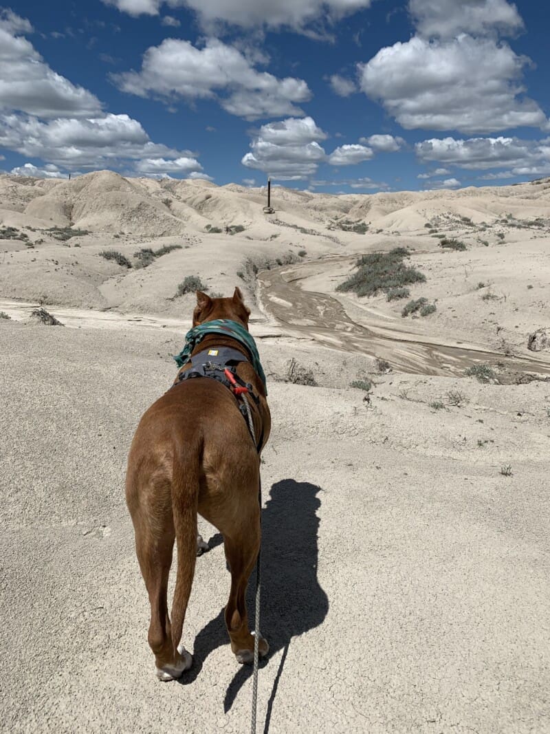 A brown pit bull hiking in the badlands in Nebraska